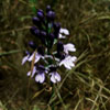 Zdjęcie: storczyk purpurowy - orchis purpurea.jpg
